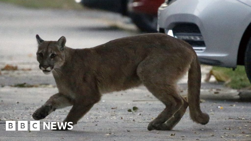 P-22: Los Angeles celebrity mountain lion captured