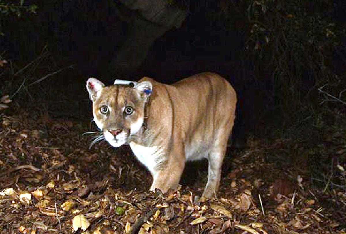 Los Angeles’ celebrity mountain lion P-22 euthanized due to severe injuries, illness
