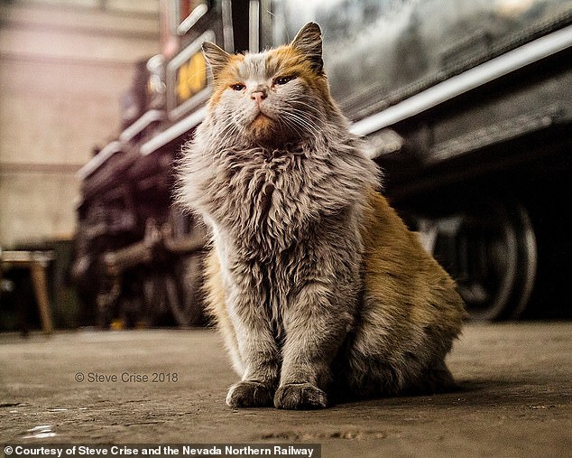 Celebrity blue collar cat called Dirt dies aged 15 shot to global fame after soot covered photo