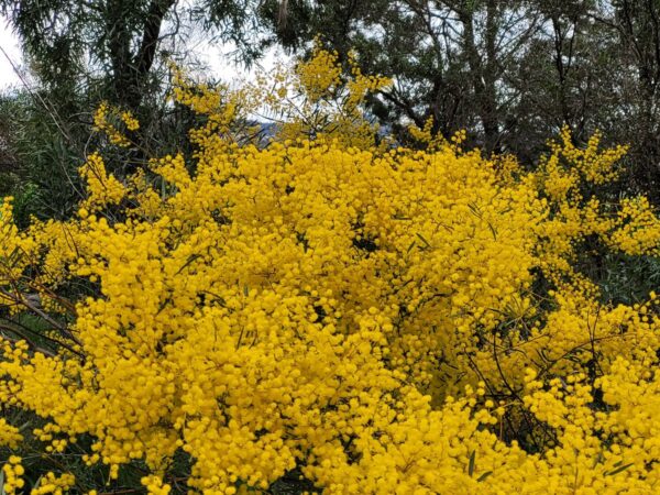 @admired_art Glorious Australian wattle trees in full bloom https://t.co/6AiuUkiqtE