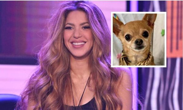 Meet Prince, the chihuahua who proved to be the biggest fan of Shakira