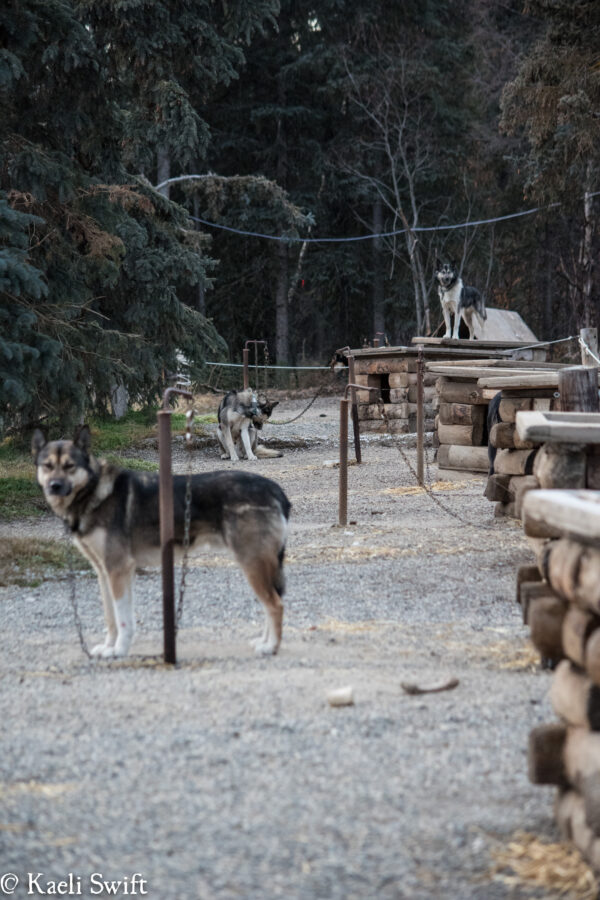 Watching puppies…for science |