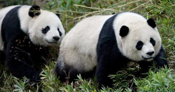 China must end panda diplomacy — sorry Mei Xiang and Tian Tian