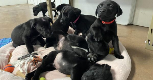 Eight puppies abandoned outside Paws and Claws in Eau Claire | Eye On Eau Claire