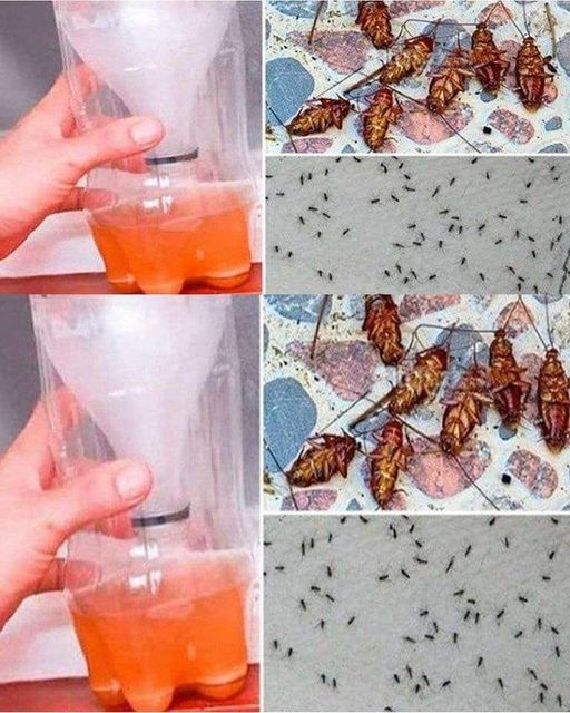 A Powerful Home Recipe To Get Rid Of Mosquitoes And Cockroaches Forever😊
Check the comment section for the full story 👇