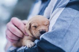 How to Care for Newborn, Orphaned Puppies – PetHelpful