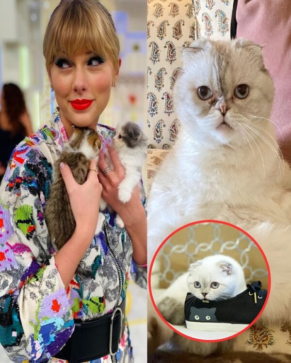 Taylor Swift's cat is the 3rd richest in the pet world with a fortune of 97 million USD, twice as rich as the world-famous singe…