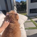 Sunny days in Florida with Penny! ???????? #MandyRose #DogDays – https://celebspop.site/