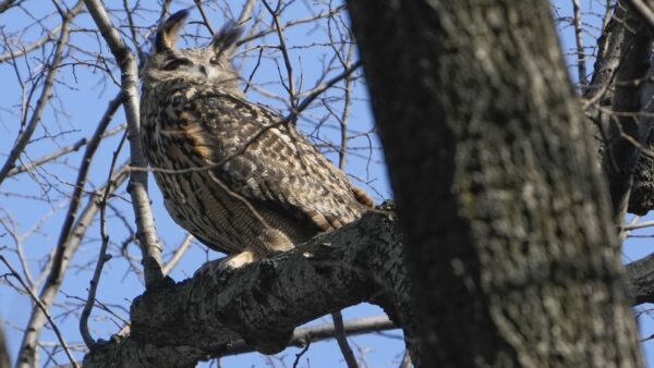 Flaco the owl, a beloved New York celebrity, dies