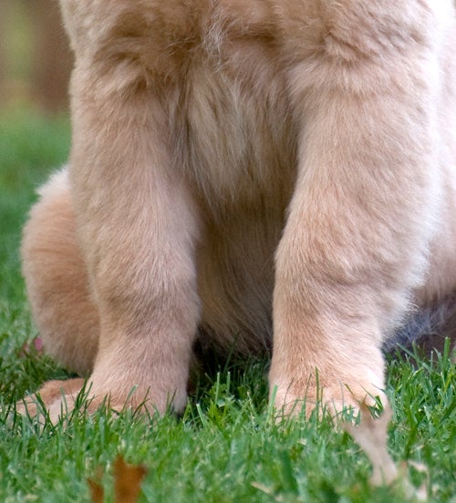 Puppies front legs | Golden Retriever Dog Forums
