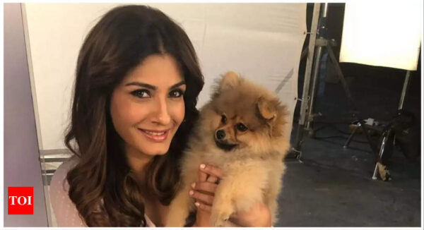 Furry stars: From Raveena Tandon’s Lucifer to Jungkook’s Bam, celeb pets are a hit on social media | Hindi Movie News