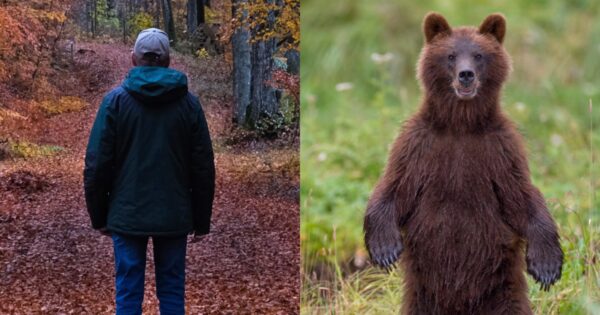 Why the ‘man vs. bear’ question has angered so many people on TikTok