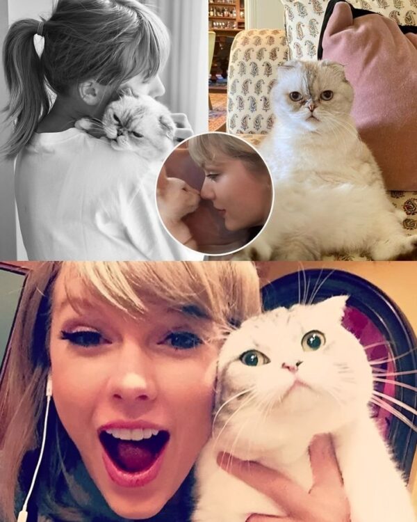 Taylor Swift’s cats have condition that causes constant pain, say experts????