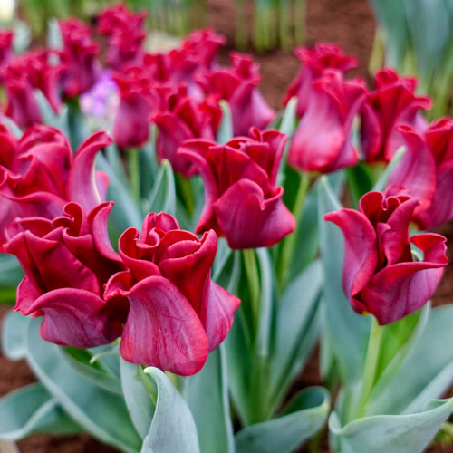 Red Dress Tulip | Premium Dutch Flower Bulbs