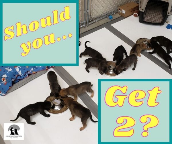 Should You Get 2 Puppies? | Pawsitive Connection Dog Training