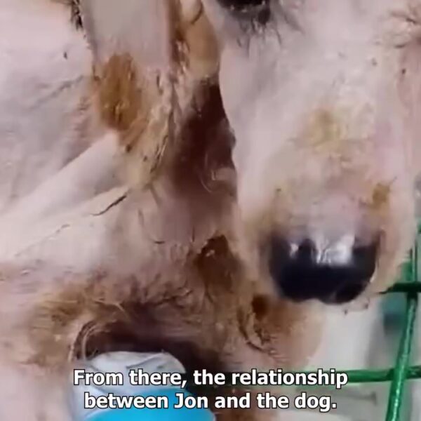 A skinny abandoned stray dog ​​struggling for life luckily meets a kind guy and finds an amazing Transformation | A skinny abandoned stray dog ​​struggling for life luckily meets a kind guy and finds an amazing Transformation