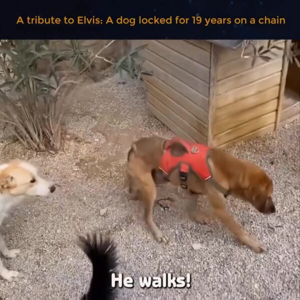 A tribute to Elvis  A dog locked for 19 years on a chain 🥹😢