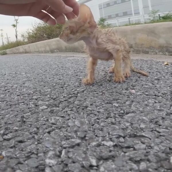 A skinny kitten abandoned and lost on the highway will have a dangerous accident if not rescued in time!cat rescue | A skinny kitten abandoned and lost on the highway will have a dangerous accident if not rescued in time!cat rescue