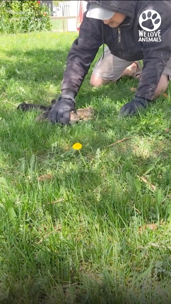 Patient man shows compassion for these baby squirrels after they got completely entangled ❤️