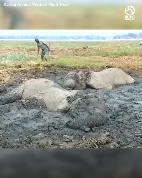 Watching the elephant fight his way back up on all fours was an emotional rollercoaster ❤️