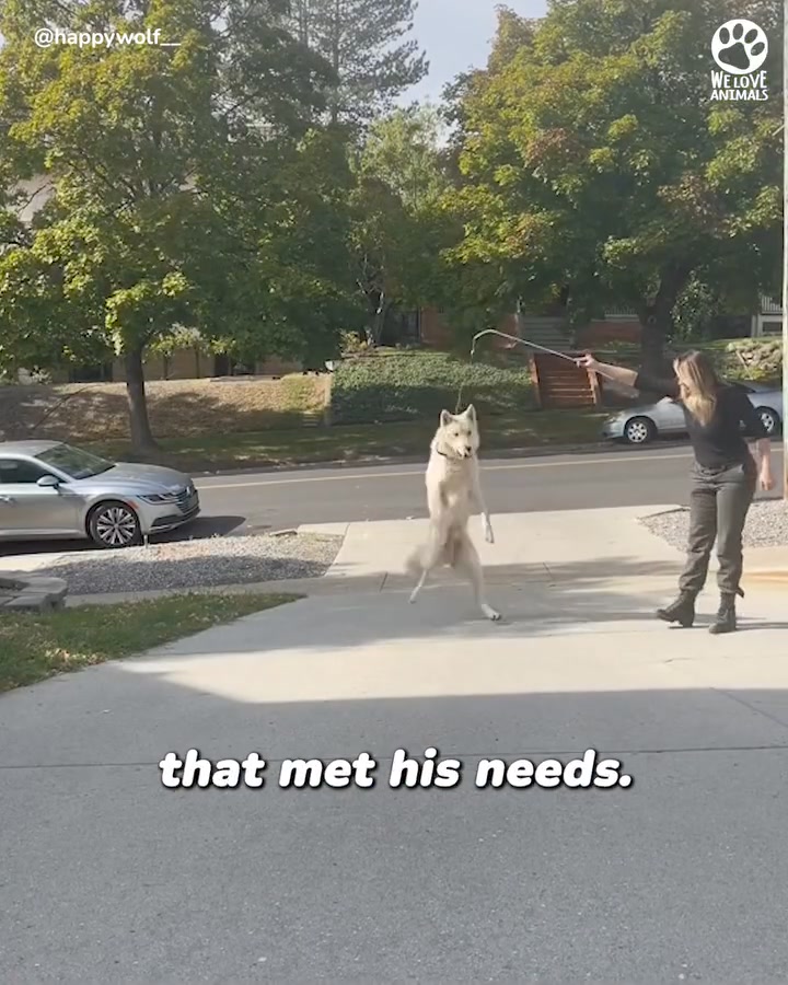 Watch this terrified wolf dog learn what confidence is ❤️