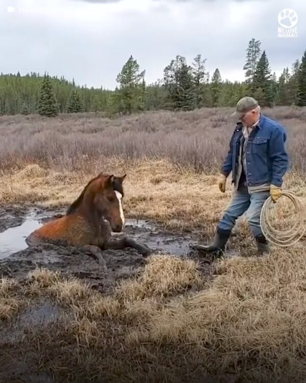 Watch this wild horse look back at her rescuers and nod, as if to say 'thank you' 😍