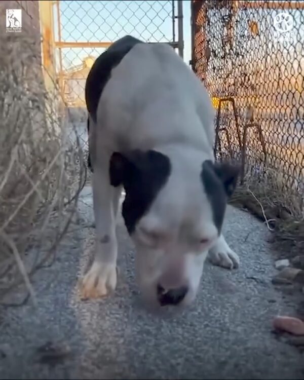 Watch this terrified pit bull transform from scared to a total sweetheart in just 3 minutes 🥹