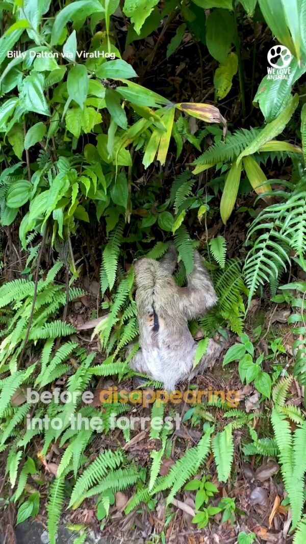 That special sloth smile when looking back at his rescuer 🥹