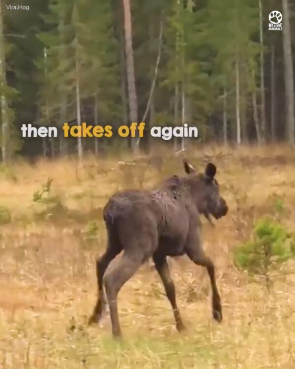 Watching the moose fight her way back up on all fours was an emotional rollercoaster ❤️