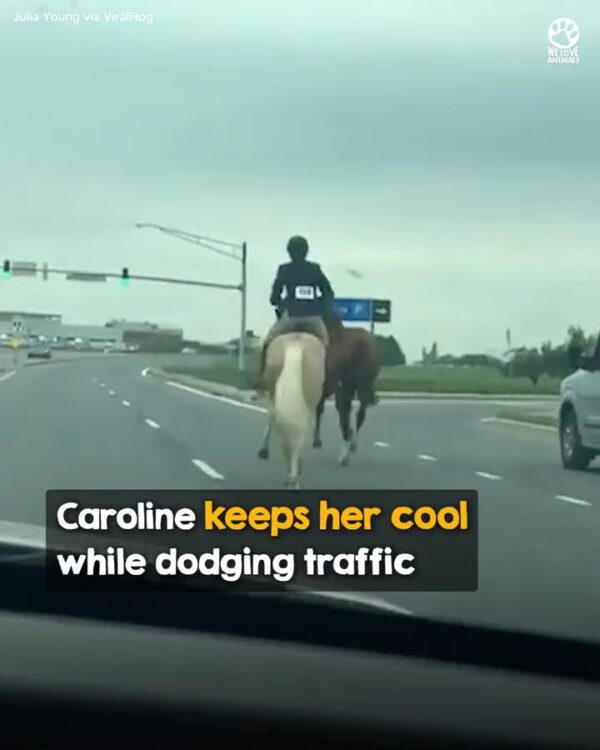 Teenage girl sees a runaway horse take off towards the highway, and bravely rides after her 👏❤️